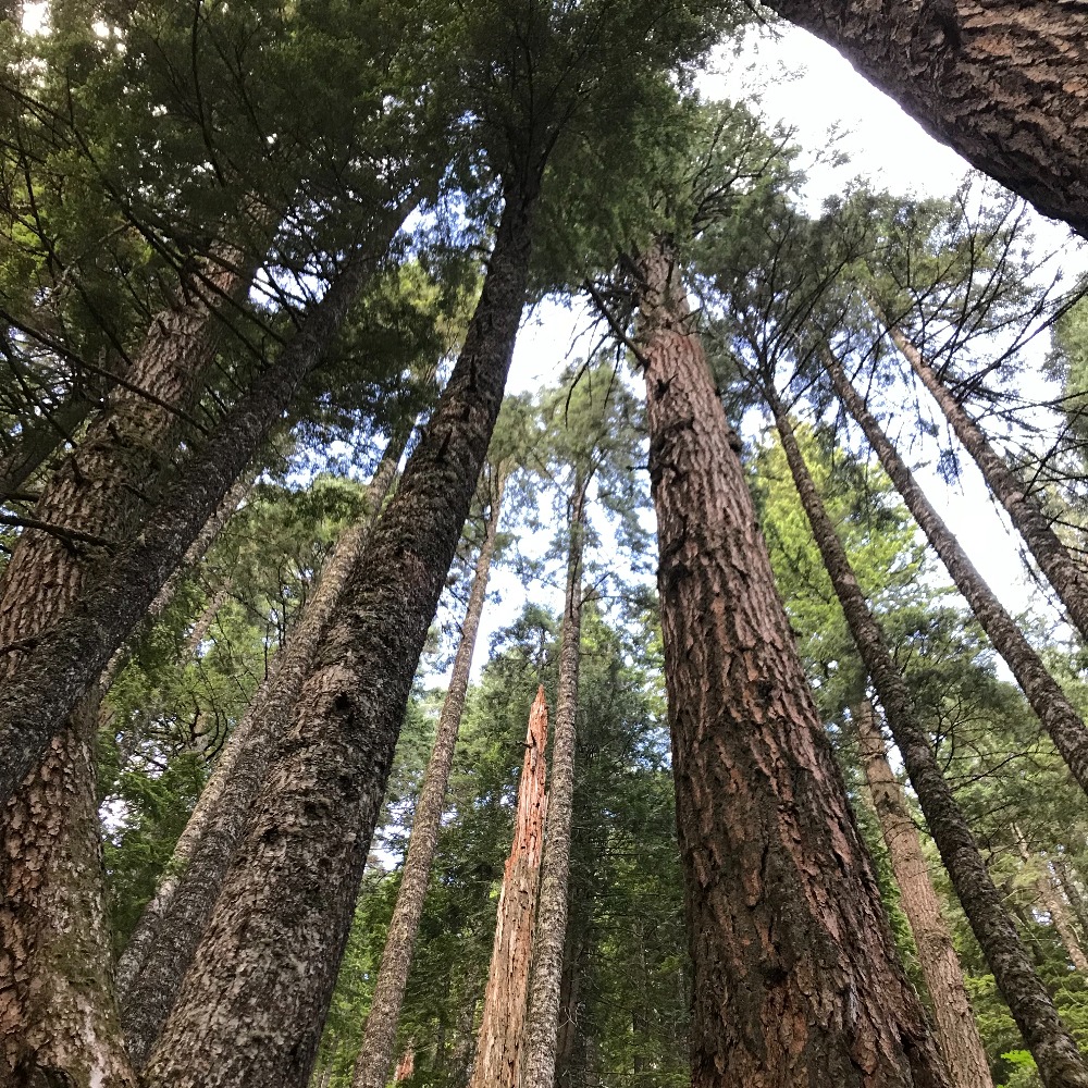 Meet your Posher, Nina